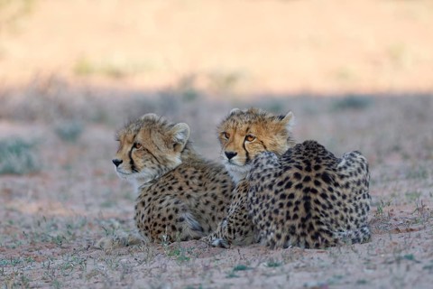 Cheetahs (Acinonyx jubatus), two cubs, lying in the dry grassland, looking around, alert, golden