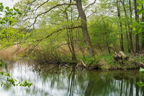 Deciduous trees with reflections on the Bolter Canal, deciduous forest, spring, Müritz National