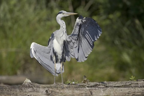Grey Heron (Ardea cinerea), Saxony, Germany