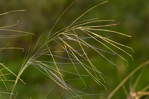 Dwarf feathergrass, hairgrass, hairy feathergrass, pingrass, poaceae, stipa capillata, sweet