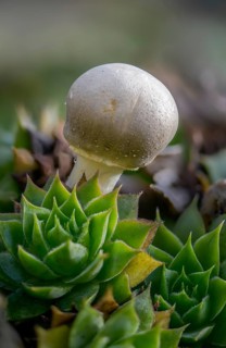 Mushroom umbrella, common egaricus umbrella, leucoagaricus leucothites, pink leafy egaricus