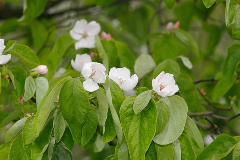 Flowering quince tree (Cydonia oblonga), apple quince? North Rhine-Westphalia, Germany