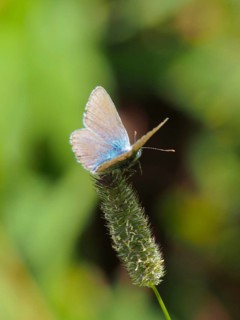A blue butterfly, the common blue (Polyommatus icarus), is resting on a long plant stem in the