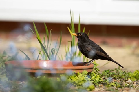 Eurasian blackbird (Turdus merula) adult garden bird drinking from a plant pot saucer, England,
