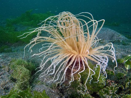 An elegant, delicate cylinder anemone (Cerianthus filiformis) with outstretched tentacles on sandy