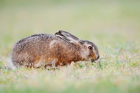 A brown hare (Lepus europaeus) is sitting in a meadow eating grass, North Rhine-Westphalia, Germany