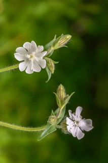 Caryophyllaceae, night carnation, clove family, silene latifolia, silene latifolia subsp alba,
