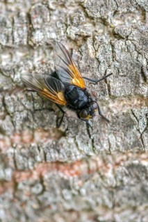 Real flies, Mesembrina meridiana, muscidae, cattle fly, Diptera, high size, portrait format,