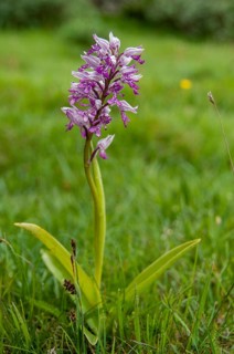 Helmet herb, orchids, orchids, orchids, orchids, Orchis militaris, Sweden, flora, high size,