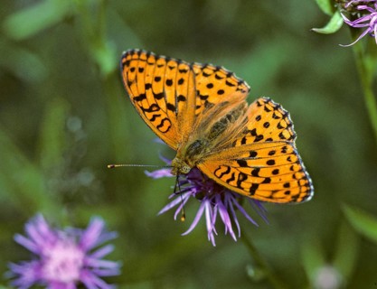 Argynnis adippe, Fabriciana adippe, fiery mother-of-pearl butterfly, high brown fritillary,