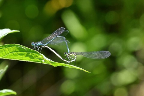 Mating wheel of the horseshoe damselfly (Coenagrion puella), in a garden, Wilnsdorf, North