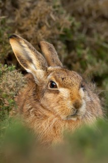 European brown hare (Lepus europaeus) adult animal amongst gorse bushes, England, United Kingdom