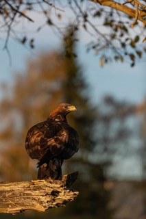 One golden eagle (Aquila chrysaetos) sitting on a broken and rotting log with fall foliage in the