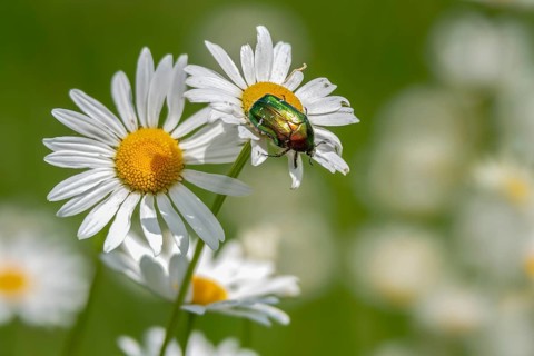 Asteraceae, cetonia aurata, chrysanthemum leucanthemum, early daisy, common rose beetle, golden