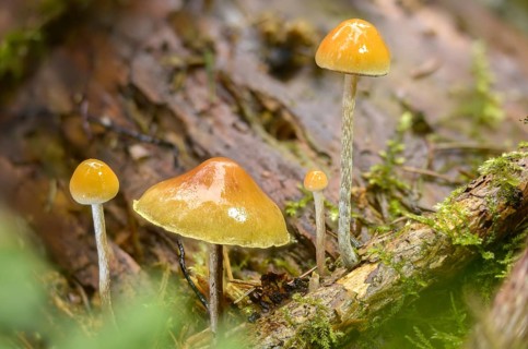 Agaricus marginatus, hermit sulfur head, sociable sulfur head, hypholoma marginatum, naematoloma
