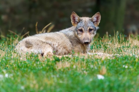 Timberwolf, wolf, American wolf (Canis lupus lycaon), Germany. A curious wolf looks straight into
