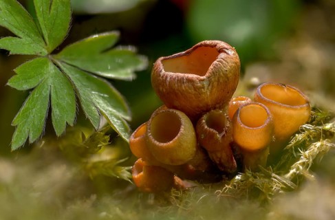 Anemone cup, dumontinia tuberosa, common anemone cup, sclerotinia tuberosa, sclerotia cup, fungi,