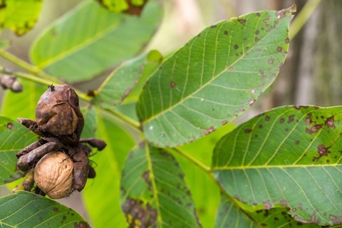 Real walnut, English walnut, Juglandaceae, Juglans regia, Madeira walnut, Persian walnut, walnut