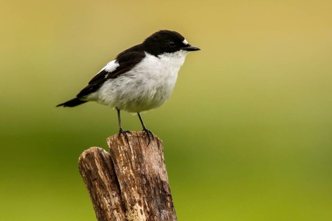 European Pied Flycatcher (Ficedula hypoleuca), male perched on a trunk, Castile and Leon, Spain