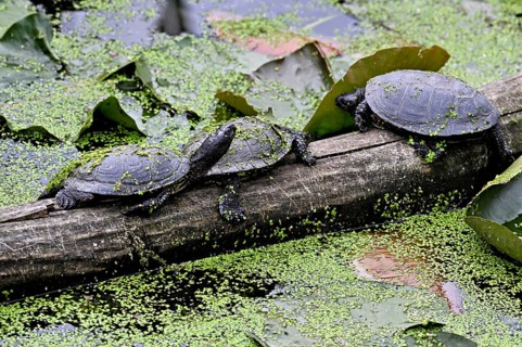 A group of European pond turtles (Emys orbicularis) sitting on a tree trunk in a pond, Switzerland