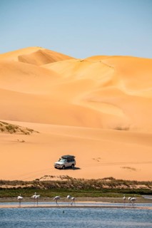 Off-road vehicle in sand dunes and lagoon with pink flamingos (Phoenicopterus roseus), Sandwich