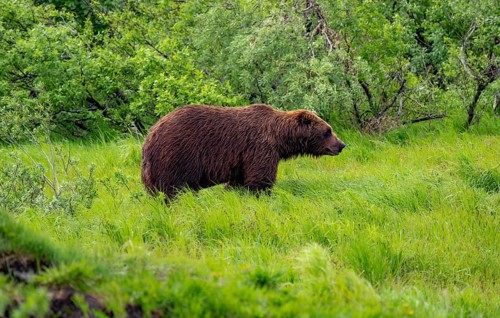 Brown bear (Ursus arctos) in the grass in spring, Alaska, USA