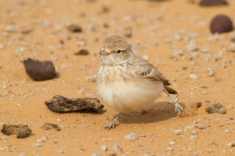 Bar-tailed Lark (Ammomanes cinctura), Morocco