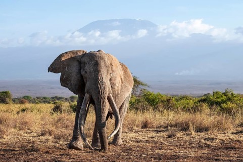 African elephant (Loxodonta africana) in picturesque landscape with the summit of Mount