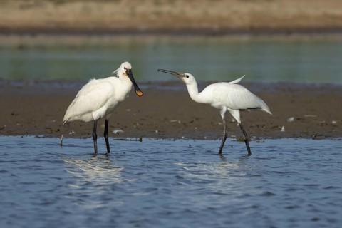 Eurasian spoonbill (Platalea leucorodia) adult bird in a shallow lagoon with a juvenile bird
