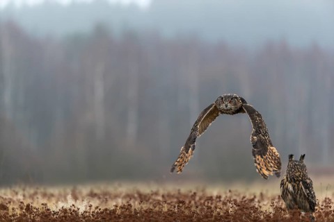 One female Eurasian Eagle Owl, Bubo bubo, sitting on a meadow and a male Eagle Owl flying over it.