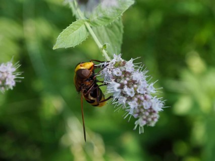 A hornet hoverfly (Volucella zonaria) perched on a flowering plant in the sunshine, Hüttchopf,