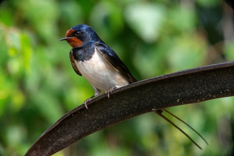 Hirundo rustica, barn swallow, birds, passeri, swallows, scythe, songbirds, songbirds, birds