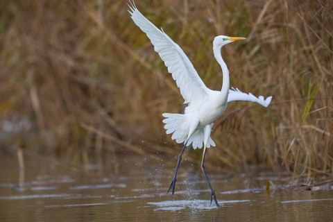 Great White Egret (Egretta alba) Germany