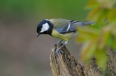 Great tit, great tit, parus major, birds, tits, passeri, songbirds, songbirds, tits, birds