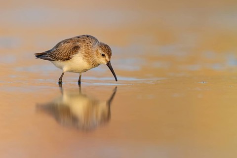 Animal, Animals, Bird, Birds, dunlin (Calidris alpina), Snipe bird, East Khawr / Khawr Ad Dahariz,