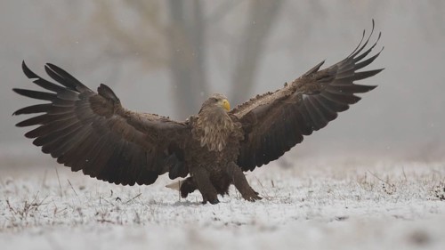 White-tailed Eagle (Haliaeetus albicilla) landing, Subotica, Hungary
