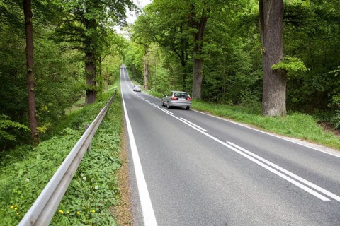 Road through the Primeval forest Urwald Sababurg, Hofgeismar, Weser Uplands, Weserbergland, Hesse,