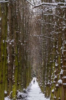 A person dressed in black stands alone in an alley of snow-covered trees in winter, Weissensee