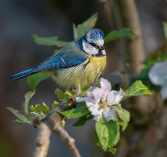 Blue tit, parus caeruleus, birds, tits, passeri, songbirds, songbirds, tits, birds