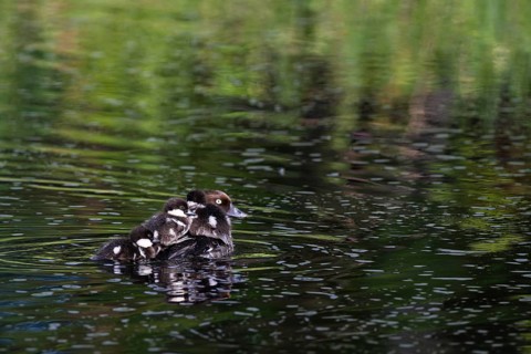Common goldeneye (Bucephala clangula), female with three chicks swimming on a river, Sanginjoki