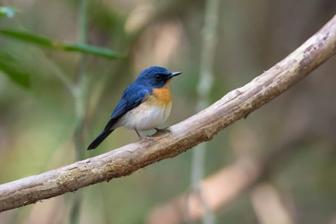 Tickell's Blue Flycatcher (Cyornis tickelliae) male perched on a branch, Cat Tien National Park,