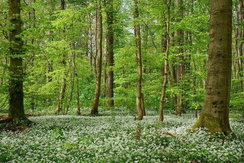 Forest landscape with numerous white flowers, surrounded by a green canopy of leaves, wild garlic