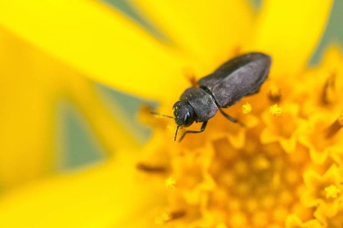 Anthaxia quadripunctata, buprestidae, pine beetle, metallic wood-boring beetle, magnificent beetle,