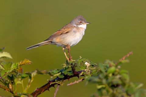 Whitethroat, common whitethroat (Sylvia communis), Fauvette grisette, Curruca Zarcera, songbird,