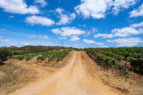 A dusty trail leads through green vineyards under a bright blue sky, Pedrógão, Beja, Portugal