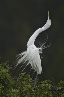 Great Egret (Ardea alba), Florida, USA