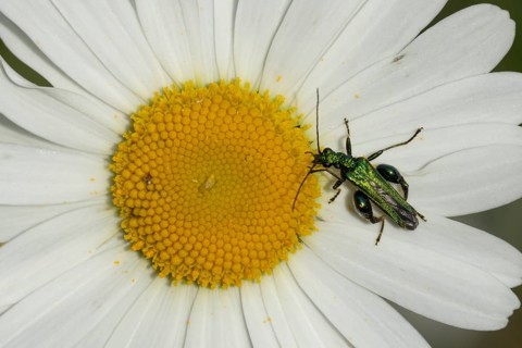 Thick-legged flower beetle (Oedemera nobilis) adult insect on an Oxeye daisy flower in summer,