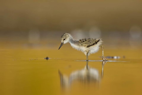 Black-winged Stilt (Himantopus himantopus) chick foraging, North Rhine-Westphalia, Germany