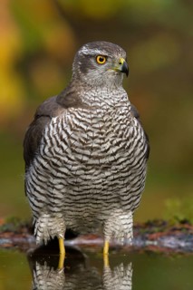 Northern Goshawk (Accipiter gentilis) male, Utrecht, Netherlands