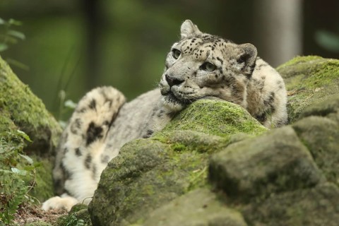 A relaxed snow leopard lies on moss-covered rocks, gazing thoughtfully, snow leopard (Uncia uncia)